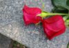 Two red roses resting on a stone surface