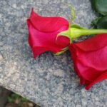 Two red roses resting on a stone surface