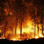 Forest engulfed in intense wildfire during nighttime