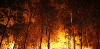 Forest engulfed in intense wildfire during nighttime