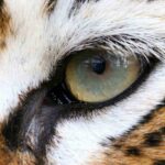Close-up of a tiger's eye showcasing its intricate details