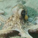An octopus resting on the ocean floor with its tentacles spread out