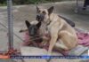 Skid Row Dogs Overdosing on HUMAN Drugs