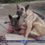 Skid Row Dogs Overdosing on HUMAN Drugs