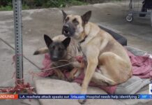 Skid Row Dogs Overdosing on HUMAN Drugs