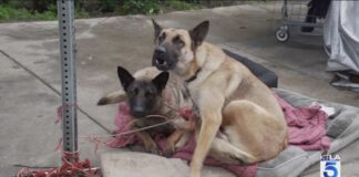 Skid Row Dogs Overdosing on HUMAN Drugs