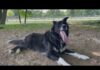Vet WARNS Of Eight Symptoms As Dogs Face Fatal Summer Danger