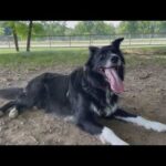 Vet WARNS Of Eight Symptoms As Dogs Face Fatal Summer Danger Vet WARNS Of Eight Symptoms As Dogs Face Fatal Summer Danger
