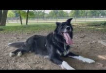 Vet WARNS Of Eight Symptoms As Dogs Face Fatal Summer Danger