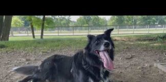 Vet WARNS Of Eight Symptoms As Dogs Face Fatal Summer Danger