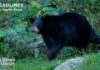 Couple FIGHT Back Against Insane Bear Attack! California Couple Fights Off Bear Attack and New California Housing Law Could Add 1 Million Homes