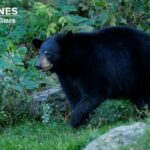 California Couple Fights Off Bear Attack and New California Housing Law Could Add 1 Million Homes