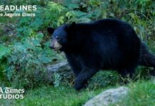 Couple FIGHT Back Against Insane Bear Attack! California Couple Fights Off Bear Attack and New California Housing Law Could Add 1 Million Homes