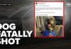 Viral Outrage Erupts After Police Dog Killing! Officer fatally shot dog wearing Knicks jersey: 911 call