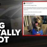 Viral Outrage Erupts After Police Dog Killing! Officer fatally shot dog wearing Knicks jersey: 911 call