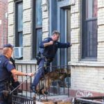 Viral Outrage Erupts After Police Dog Killing! Police officers with a K9 at an apartment entrance