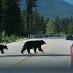 Bear with two cubs crossing a mountain road near a red car