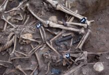 Human skeletal remains in an excavated mass grave