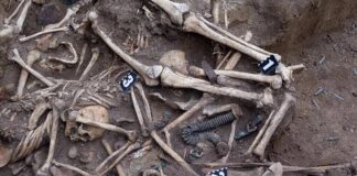 Human skeletal remains in an excavated mass grave