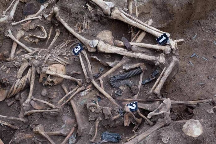 Human skeletal remains in an excavated mass grave